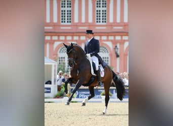 Hannoveraner, Hengst, 18 Jahre, 168 cm, Brauner