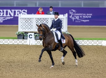 Hanoverian, Stallion, 17 years, 16,2 hh, Brown
