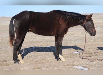 Fox trotter de Missouri, Caballo castrado, 10 años, 142 cm, Negro