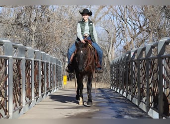 Fox trotter de Missouri, Caballo castrado, 10 años, 142 cm, Negro