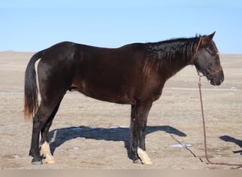 Fox trotter de Missouri, Caballo castrado, 10 años, 142 cm, Negro