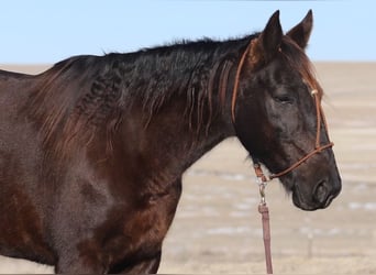 Fox trotter de Missouri, Caballo castrado, 10 años, 142 cm, Negro