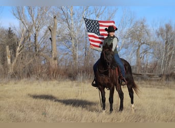 Fox trotter de Missouri, Caballo castrado, 10 años, 142 cm, Negro