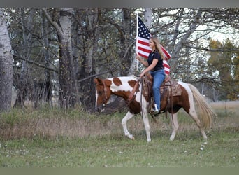 Fox trotter de Missouri, Caballo castrado, 10 años, 145 cm, Tobiano-todas las-capas