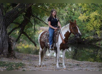 Fox trotter de Missouri, Caballo castrado, 10 años, 145 cm, Tobiano-todas las-capas