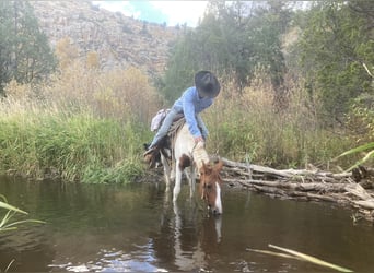 Fox trotter de Missouri, Caballo castrado, 10 años, 145 cm, Tobiano-todas las-capas