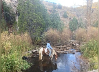 Fox trotter de Missouri, Caballo castrado, 10 años, 145 cm, Tobiano-todas las-capas