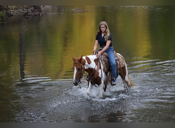 Fox trotter de Missouri, Caballo castrado, 10 años, 145 cm, Tobiano-todas las-capas