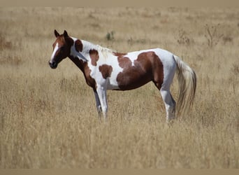 Fox trotter de Missouri, Caballo castrado, 10 años, 145 cm, Tobiano-todas las-capas