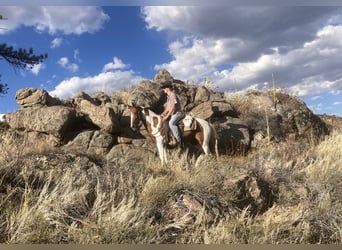 Fox trotter de Missouri, Caballo castrado, 10 años, 145 cm, Tobiano-todas las-capas