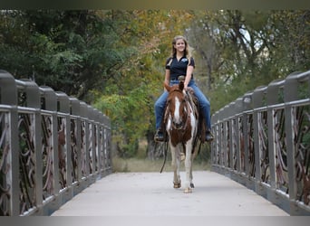 Fox trotter de Missouri, Caballo castrado, 10 años, 145 cm, Tobiano-todas las-capas