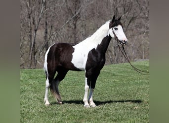 Fox trotter de Missouri, Caballo castrado, 10 años, 145 cm, Tobiano-todas las-capas