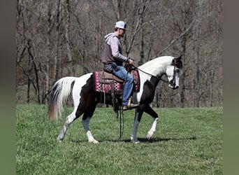 Fox trotter de Missouri, Caballo castrado, 10 años, 145 cm, Tobiano-todas las-capas