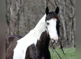 Fox trotter de Missouri, Caballo castrado, 10 años, 145 cm, Tobiano-todas las-capas