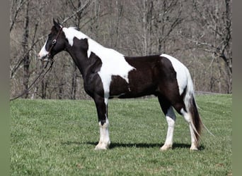 Fox trotter de Missouri, Caballo castrado, 10 años, 145 cm, Tobiano-todas las-capas