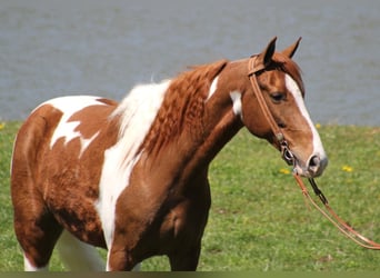 Fox trotter de Missouri, Caballo castrado, 10 años, 152 cm, Alazán rojizo