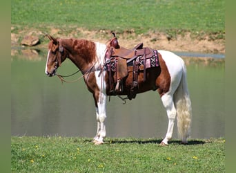 Fox trotter de Missouri, Caballo castrado, 10 años, 152 cm, Alazán rojizo