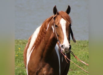 Fox trotter de Missouri, Caballo castrado, 10 años, 152 cm, Alazán rojizo