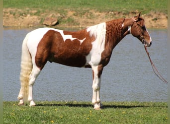 Fox trotter de Missouri, Caballo castrado, 10 años, 152 cm, Alazán rojizo