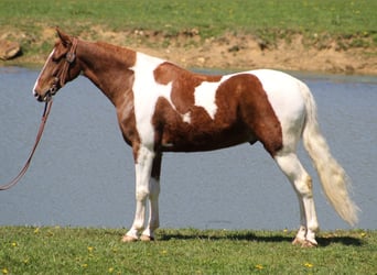 Fox trotter de Missouri, Caballo castrado, 10 años, 152 cm, Alazán rojizo