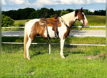 Fox trotter de Missouri, Caballo castrado, 10 años, 152 cm, Castaño rojizo