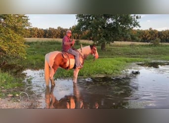 Fox trotter de Missouri, Caballo castrado, 10 años, 152 cm, Castaño rojizo