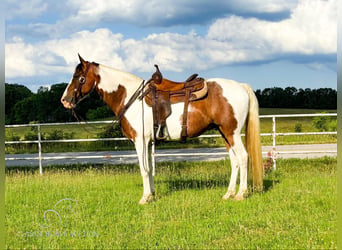 Fox trotter de Missouri, Caballo castrado, 10 años, 152 cm, Castaño rojizo