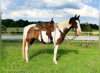 Fox trotter de Missouri, Caballo castrado, 10 años, 152 cm, Castaño rojizo