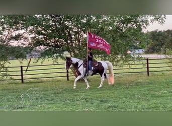 Fox trotter de Missouri, Caballo castrado, 10 años, 152 cm, Castaño rojizo