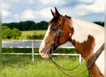 Fox trotter de Missouri, Caballo castrado, 10 años, 152 cm, Castaño rojizo