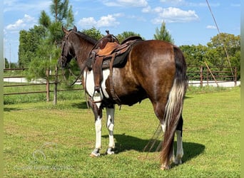 Fox trotter de Missouri, Caballo castrado, 10 años, 152 cm, Castaño rojizo