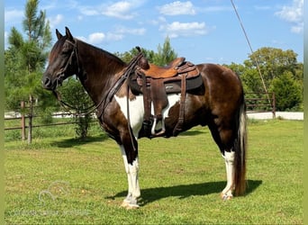 Fox trotter de Missouri, Caballo castrado, 10 años, 152 cm, Castaño rojizo