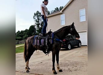 Fox trotter de Missouri, Caballo castrado, 10 años, 152 cm, Negro