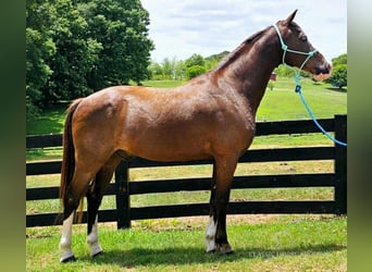 Fox trotter de Missouri, Caballo castrado, 10 años, 152 cm, Negro