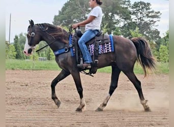 Fox trotter de Missouri, Caballo castrado, 10 años, 152 cm, Negro