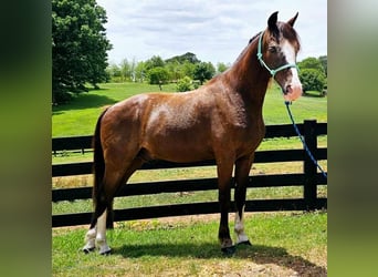 Fox trotter de Missouri, Caballo castrado, 10 años, 152 cm, Negro