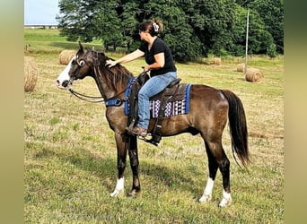 Fox trotter de Missouri, Caballo castrado, 10 años, 152 cm, Negro