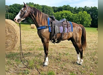 Fox trotter de Missouri, Caballo castrado, 10 años, 152 cm, Negro