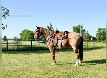 Fox trotter de Missouri, Caballo castrado, 10 años, 152 cm, Ruano alazán