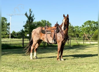 Fox trotter de Missouri, Caballo castrado, 10 años, 152 cm, Ruano alazán