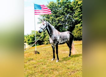 Fox trotter de Missouri, Caballo castrado, 10 años, 152 cm, Tordo