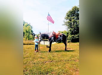 Fox trotter de Missouri, Caballo castrado, 10 años, 152 cm, Tordo