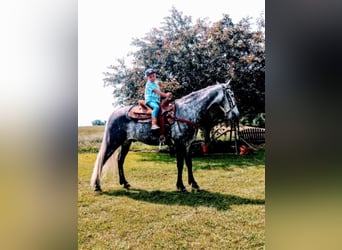 Fox trotter de Missouri, Caballo castrado, 10 años, 152 cm, Tordo