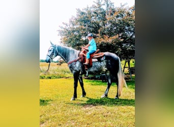 Fox trotter de Missouri, Caballo castrado, 10 años, 152 cm, Tordo