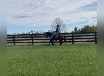 Fox trotter de Missouri, Caballo castrado, 10 años, 155 cm, Castaño rojizo