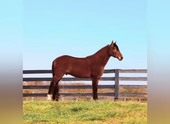 Fox trotter de Missouri, Caballo castrado, 10 años, 155 cm, Castaño rojizo