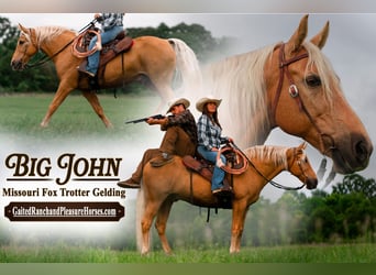 Fox trotter de Missouri, Caballo castrado, 10 años, 155 cm, Palomino