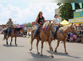 Fox trotter de Missouri, Caballo castrado, 10 años, 155 cm, Palomino