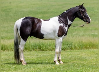 Fox trotter de Missouri, Caballo castrado, 10 años, 155 cm, Tobiano-todas las-capas