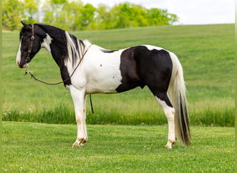 Fox trotter de Missouri, Caballo castrado, 10 años, 155 cm, Tobiano-todas las-capas